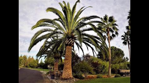 canary island date palm seeds|trimming canary island date palm.